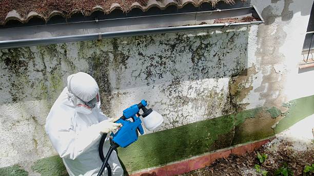 Trusted Basement Mold Remediation service in Harrison, TN - Cheap Mold Removal